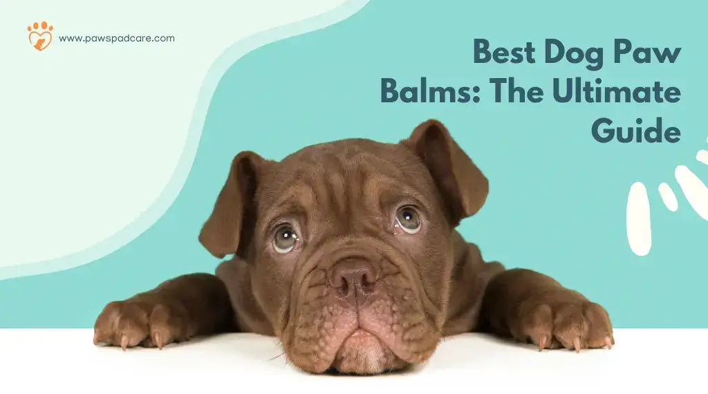 Best Dog Paw Balms: The Ultimate Guide