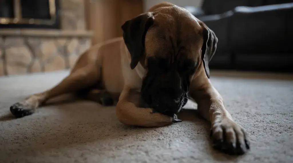 Dog Paw Licking: