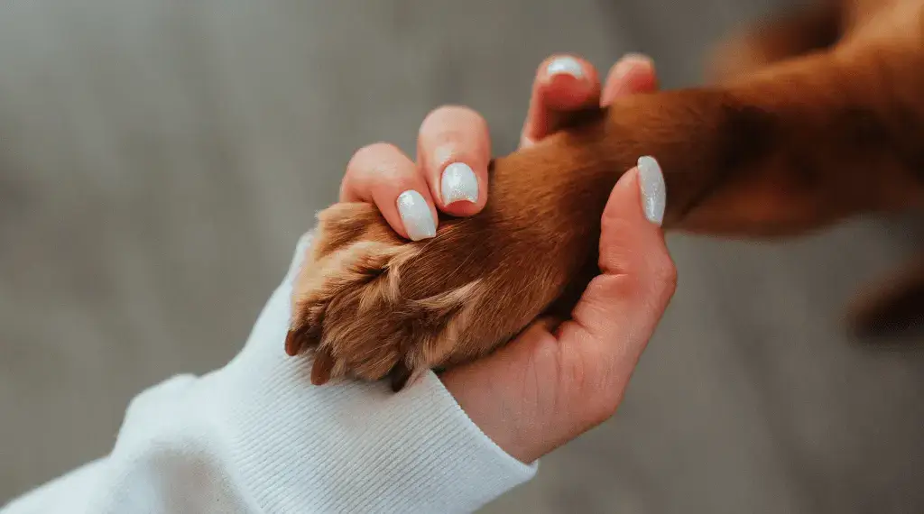 Dry Dog Paw Pads Causes, Prevention, and Treatment