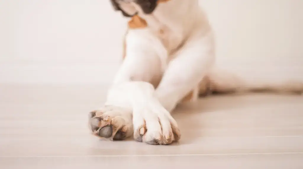 Hyperkeratosis in Dog Paws