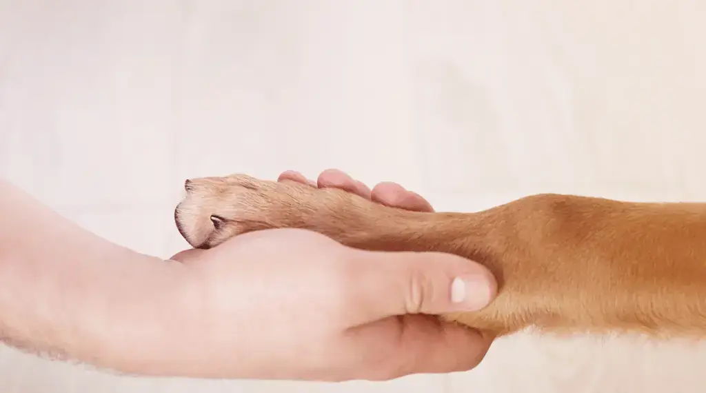 Dog Paw Anatomy : Understanding Your Furry Friend's Feet