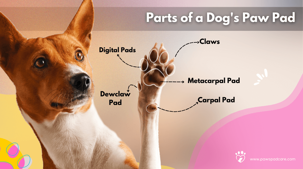 Dog paw anatomy